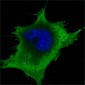 WNT5A Antibody